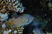 Genicanthus caudovittatus Poisson ange zebre male-Safaga Panomara Reef N-31m-20171123-Denis-ADER-DSC_3620_tn